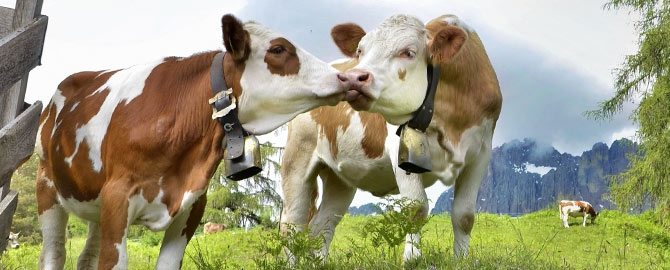 Як зупинити пронос у корови