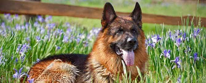 Пронос у вівчарки - особливості лікування розлади у собак великих порід
