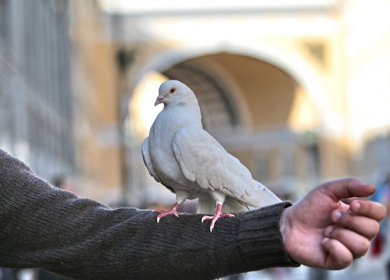 Як вилікувати пронос у голубів