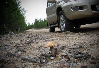 Як відрізнити їстівні гриби від неїстівних в хатніх умовах
