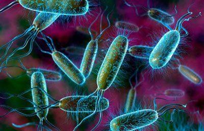 Класифікація харчових отруєнь бактеріальної природи