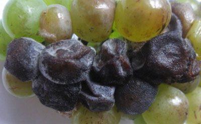 Отруєння виноградом – симптоми, лікування